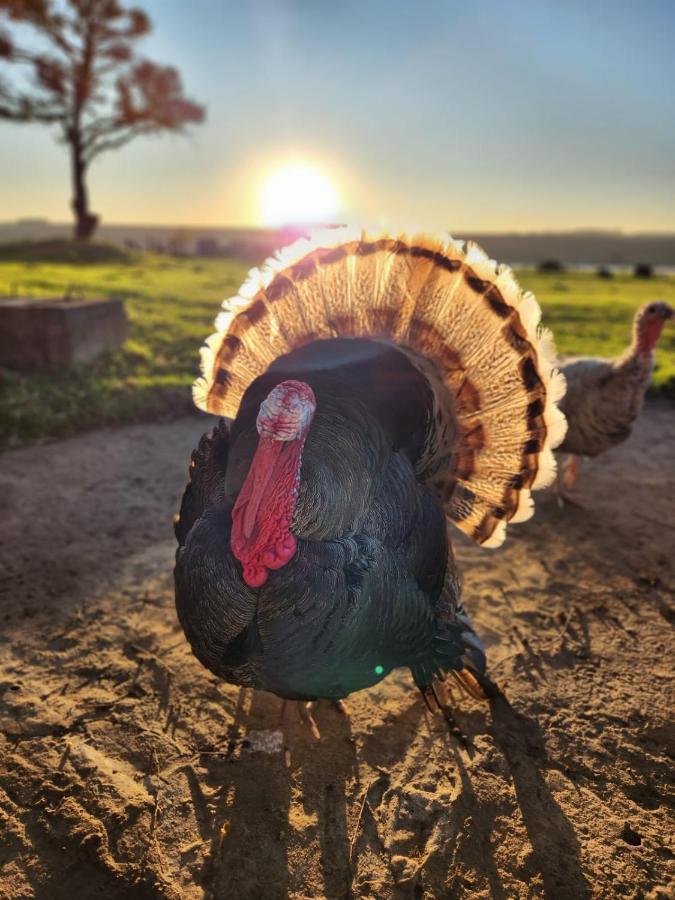 Green Thumb Farm Stay Ermelo Εξωτερικό φωτογραφία