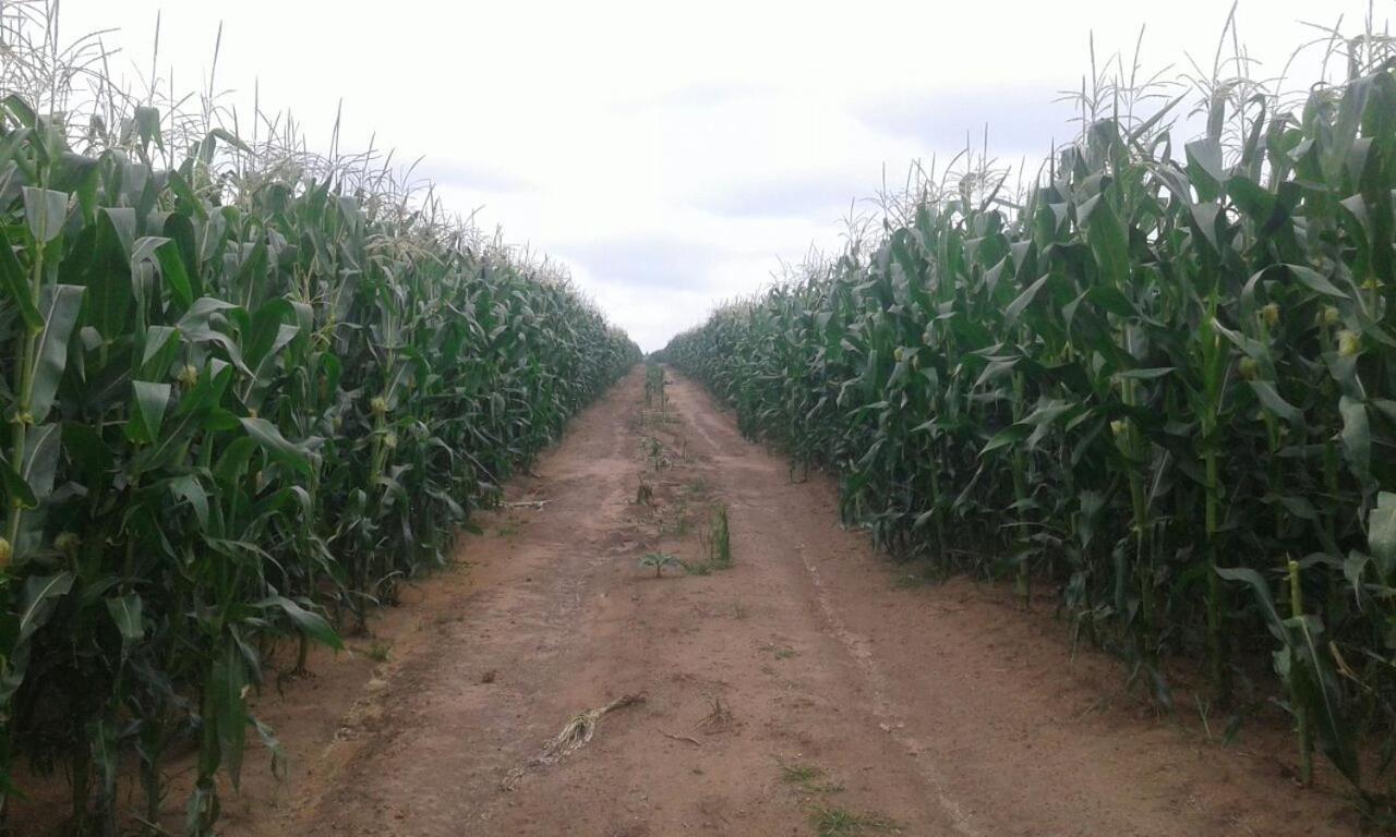 Green Thumb Farm Stay Ermelo Εξωτερικό φωτογραφία
